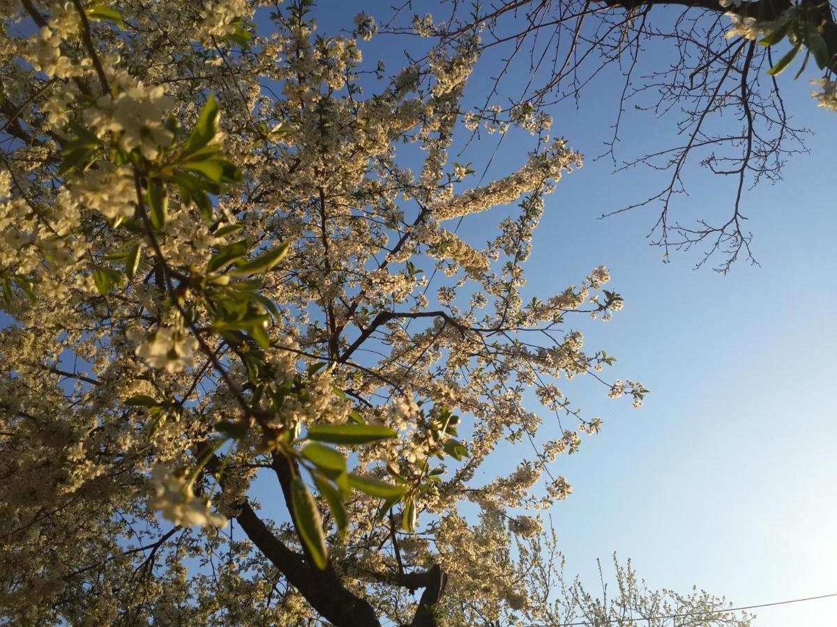 Fata Verde Soldanesti 外观 照片